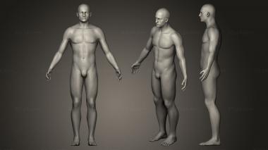Figurines of people Human male anatomy 3d model